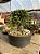 Euphorbia flanaganii - Imagem 2