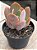 Echeveria paul bunyan - Imagem 3