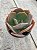 Echeveria paul bunyan (matriz variegata) - Imagem 3