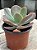 Echeveria paul bunyan - Imagem 3