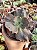 Echeveria blue cat (sem raiz) - Imagem 1
