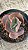 Echeveria blue cat - Imagem 1