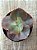 Echeveria blue cat - Imagem 4