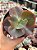 Echeveria blue cat - Imagem 1