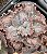 Echeveria blue cat - Imagem 2