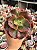 Echeveria cuenca (sem raiz) - Imagem 1