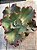 Echeveria cuenca - Imagem 3