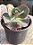Echeveria cuenca - Imagem 2