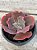 Echeveria corralium (sem raiz) - Imagem 3