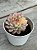Echeveria mebina variegata - Imagem 3