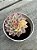 Echeveria mebina variegata - Imagem 1