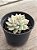 Echeveria mebina variegata - Imagem 3