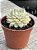 Echeveria mebina variegata - Imagem 3