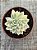 Echeveria mebina variegata - Imagem 4