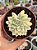 Echeveria mebina variegata - Imagem 1