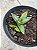 Agave vitorae reginae - Imagem 2