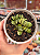 Gasteria gracilis variegata - Imagem 1