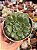 Echeveria Paula - Imagem 1