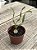 Albuca concordiana - Imagem 3