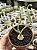 Albuca concordiana - Imagem 1