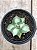 Agave isthmensis variegata - Imagem 1