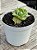 Agave isthmensis variegata - Imagem 3