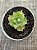 Agave isthmensis variegata - Imagem 4