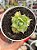 Agave isthmensis variegata - Imagem 1