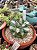 Agave isthmensis variegata - Imagem 2