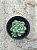 Echeveria amoena - Imagem 1