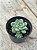 Echeveria amoena - Imagem 2