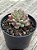 Echeveria amoena - Imagem 2