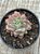 Echeveria amoena - Imagem 3