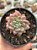 Echeveria amoena - Imagem 1
