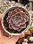 Echeveria linda jean - Imagem 1