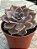 Echeveria linda jean - Imagem 2