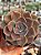 Echeveria linda jean - Imagem 1
