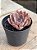 Echeveria linda jean - Imagem 2