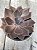 Echeveria linda jean - Imagem 2
