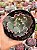 Echeveria neew 15 (sem raiz) - Imagem 1
