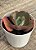 Echeveria neew 15 (sem raiz) - Imagem 4