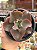 Echeveria clhoe - Imagem 1