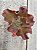 Echeveria clhoe (sem raiz) - Imagem 1