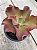 Echeveria clhoe (sem raiz) - Imagem 2