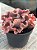 Echeveria clhoe (sem raiz) - Imagem 2