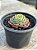 Echeveria swirl (sem raiz) - Imagem 2