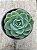 Echeveria swirl - Imagem 1