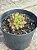 Echeveria rainstar - Imagem 3