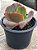 Echeveria kavaradossi - Imagem 3