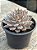 Echeveria texensis - Imagem 2